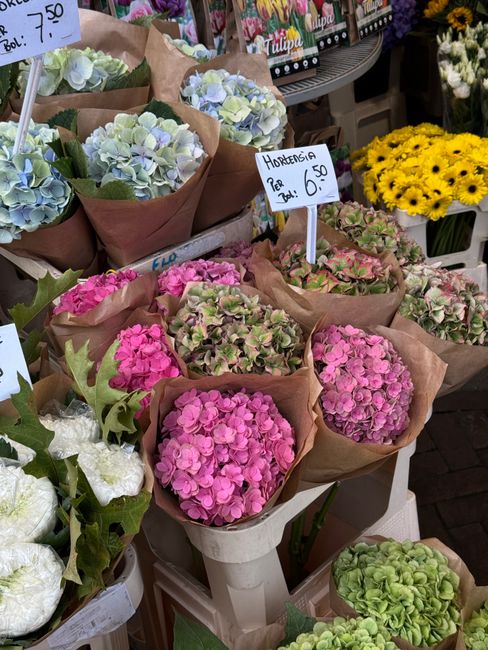 An arrangement of fresh hydrangea bouquets displayed at Walthamstow Florist, featuring pink, blue, and green varieties wrapped in brown kraft paper and arranged on a white stand. The flowers have full